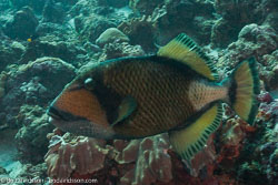 BD-150425-Maldives-8162-Balistoides-viridescens-(Bloch---Schneider.-1801)-[Titan-triggerfish].jpg